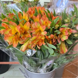 Alstroemeria (10 talls)