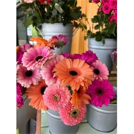 Gerbera