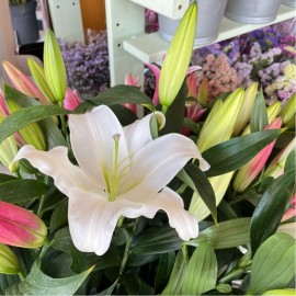Lilium Oriental (perfumat)
