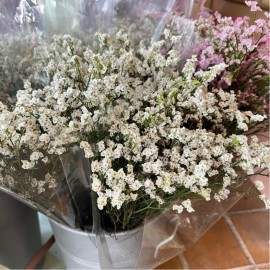 Limonium confeti