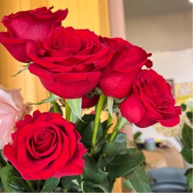 Rosa vermella