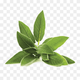 Salvia (50g)