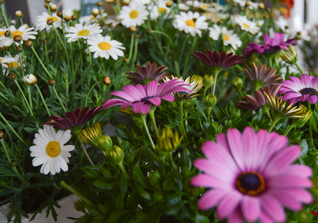 Imagen 3 de Floristeria Muscari