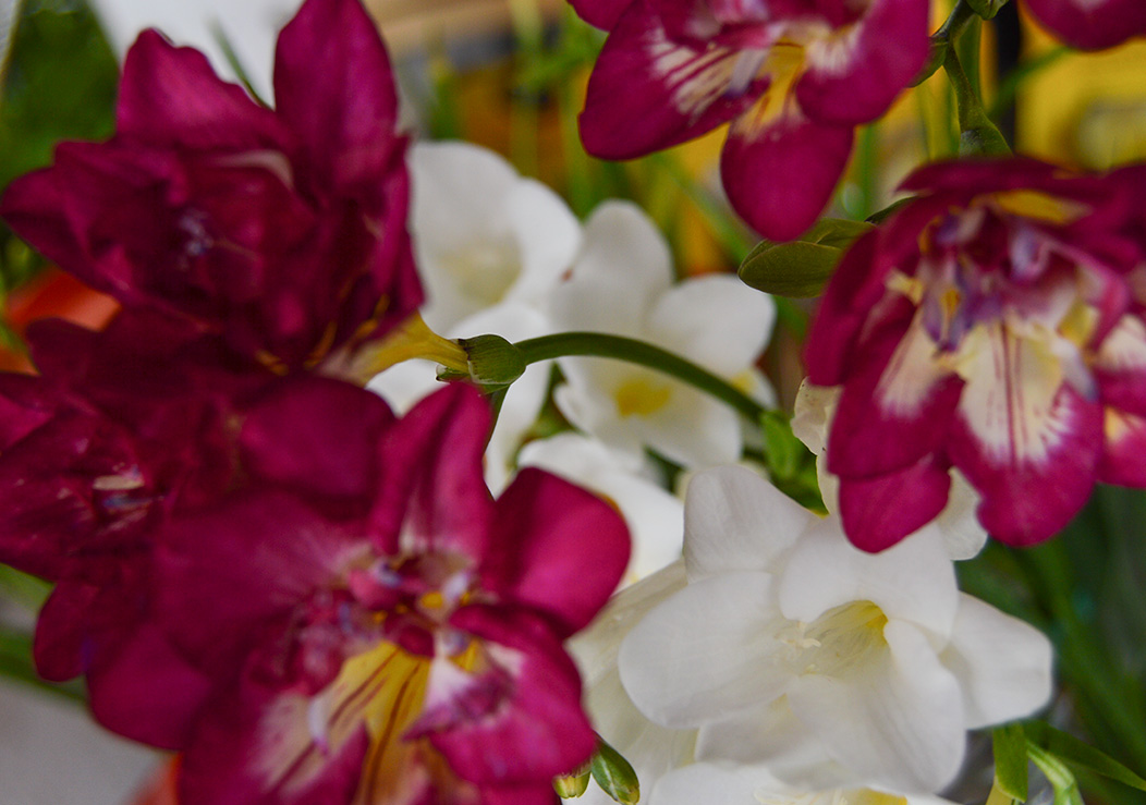 Imagen 4 de Floristeria Muscari