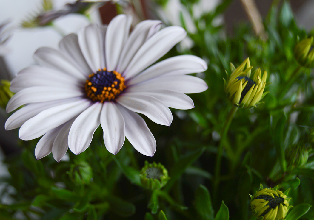 Imagen 5 de Floristeria Muscari